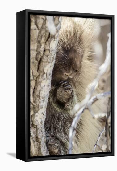 Wyoming, Sublette County, a Porcupine Peers from the Trunk of a Cottonwood Tree-Elizabeth Boehm-Framed Stretched Canvas