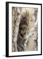 Wyoming, Sublette County, a Porcupine Peers from the Trunk of a Cottonwood Tree-Elizabeth Boehm-Framed Photographic Print