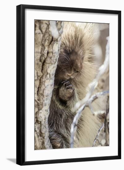 Wyoming, Sublette County, a Porcupine Peers from the Trunk of a Cottonwood Tree-Elizabeth Boehm-Framed Photographic Print