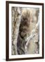 Wyoming, Sublette County, a Porcupine Peers from the Trunk of a Cottonwood Tree-Elizabeth Boehm-Framed Photographic Print