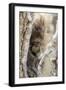 Wyoming, Sublette County, a Porcupine Peers from the Trunk of a Cottonwood Tree-Elizabeth Boehm-Framed Photographic Print