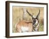 Wyoming, Sublette County, a Pronghorn Male Eating Forbes-Elizabeth Boehm-Framed Photographic Print