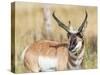 Wyoming, Sublette County, a Pronghorn Male Eating Forbes-Elizabeth Boehm-Stretched Canvas