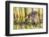 Wyoming, Sublette County, a Sora Chick Forages for Food in a Cattail Marsh-Elizabeth Boehm-Framed Photographic Print