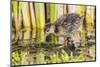 Wyoming, Sublette County, a Sora Chick Forages for Food in a Cattail Marsh-Elizabeth Boehm-Mounted Photographic Print