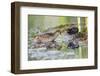 Wyoming, Sublette County, a Sora Feeds it's Chick in a Cattail Marsh-Elizabeth Boehm-Framed Photographic Print