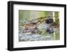 Wyoming, Sublette County, a Sora Feeds it's Chick in a Cattail Marsh-Elizabeth Boehm-Framed Photographic Print