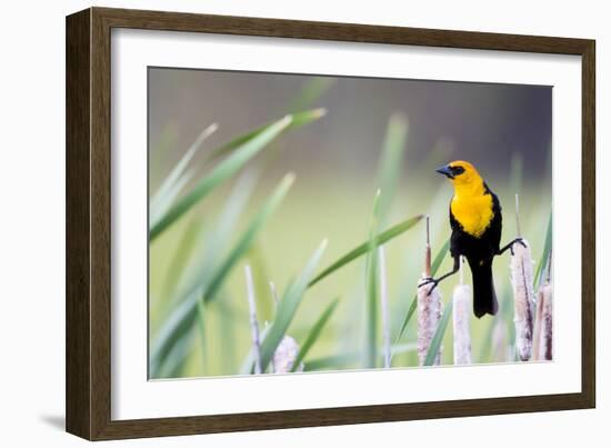 Wyoming, Sublette County, a Yellow-Headed Blackbird Male Straddles Several Cattails-Elizabeth Boehm-Framed Photographic Print