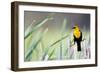 Wyoming, Sublette County, a Yellow-Headed Blackbird Male Straddles Several Cattails-Elizabeth Boehm-Framed Photographic Print