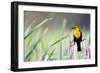 Wyoming, Sublette County, a Yellow-Headed Blackbird Male Straddles Several Cattails-Elizabeth Boehm-Framed Photographic Print