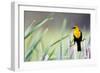 Wyoming, Sublette County, a Yellow-Headed Blackbird Male Straddles Several Cattails-Elizabeth Boehm-Framed Photographic Print