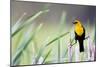 Wyoming, Sublette County, a Yellow-Headed Blackbird Male Straddles Several Cattails-Elizabeth Boehm-Mounted Photographic Print