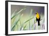 Wyoming, Sublette County, a Yellow-Headed Blackbird Male Straddles Several Cattails-Elizabeth Boehm-Framed Photographic Print