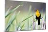 Wyoming, Sublette County, a Yellow-Headed Blackbird Male Straddles Several Cattails-Elizabeth Boehm-Mounted Photographic Print
