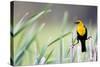 Wyoming, Sublette County, a Yellow-Headed Blackbird Male Straddles Several Cattails-Elizabeth Boehm-Stretched Canvas