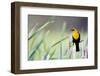 Wyoming, Sublette County, a Yellow-Headed Blackbird Male Straddles Several Cattails-Elizabeth Boehm-Framed Photographic Print