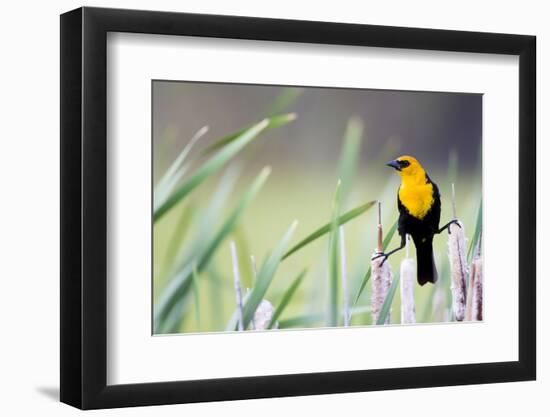 Wyoming, Sublette County, a Yellow-Headed Blackbird Male Straddles Several Cattails-Elizabeth Boehm-Framed Photographic Print