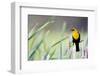 Wyoming, Sublette County, a Yellow-Headed Blackbird Male Straddles Several Cattails-Elizabeth Boehm-Framed Photographic Print