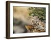 Wyoming, Sublette County, a Young Great Horned Owl Sits on a Lichen Covered Ledge-Elizabeth Boehm-Framed Photographic Print