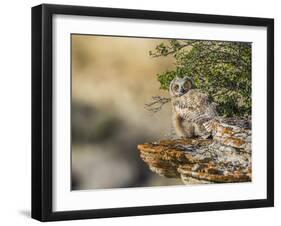 Wyoming, Sublette County, a Young Great Horned Owl Sits on a Lichen Covered Ledge-Elizabeth Boehm-Framed Photographic Print