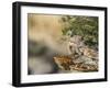 Wyoming, Sublette County, a Young Great Horned Owl Sits on a Lichen Covered Ledge-Elizabeth Boehm-Framed Photographic Print