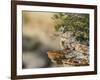 Wyoming, Sublette County, a Young Great Horned Owl Sits on a Lichen Covered Ledge-Elizabeth Boehm-Framed Photographic Print