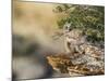 Wyoming, Sublette County, a Young Great Horned Owl Sits on a Lichen Covered Ledge-Elizabeth Boehm-Mounted Photographic Print