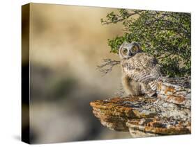 Wyoming, Sublette County, a Young Great Horned Owl Sits on a Lichen Covered Ledge-Elizabeth Boehm-Stretched Canvas