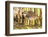 Wyoming, Sublette County, a Young Virginia Rail Forages in a Cattail Marsh-Elizabeth Boehm-Framed Photographic Print