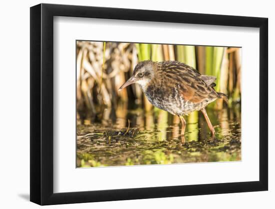 Wyoming, Sublette County, a Young Virginia Rail Forages in a Cattail Marsh-Elizabeth Boehm-Framed Photographic Print