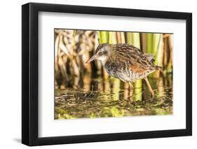 Wyoming, Sublette County, a Young Virginia Rail Forages in a Cattail Marsh-Elizabeth Boehm-Framed Photographic Print