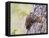 Wyoming, Sublette County, American Kestrels Fledging Nest-Elizabeth Boehm-Framed Stretched Canvas