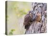 Wyoming, Sublette County, American Kestrels Fledging Nest-Elizabeth Boehm-Stretched Canvas