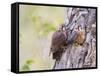 Wyoming, Sublette County, American Kestrels Fledging Nest-Elizabeth Boehm-Framed Stretched Canvas