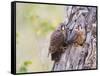 Wyoming, Sublette County, American Kestrels Fledging Nest-Elizabeth Boehm-Framed Stretched Canvas