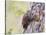 Wyoming, Sublette County, American Kestrels Fledging Nest-Elizabeth Boehm-Stretched Canvas