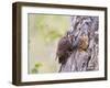 Wyoming, Sublette County, American Kestrels Fledging Nest-Elizabeth Boehm-Framed Premium Photographic Print