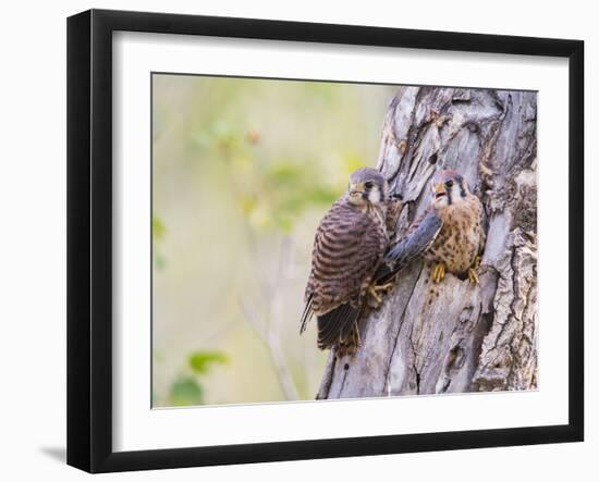 Wyoming, Sublette County, American Kestrels Fledging Nest-Elizabeth Boehm-Framed Premium Photographic Print