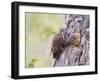 Wyoming, Sublette County, American Kestrels Fledging Nest-Elizabeth Boehm-Framed Premium Photographic Print