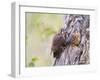 Wyoming, Sublette County, American Kestrels Fledging Nest-Elizabeth Boehm-Framed Premium Photographic Print