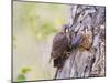 Wyoming, Sublette County, American Kestrels Fledging Nest-Elizabeth Boehm-Mounted Premium Photographic Print