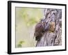 Wyoming, Sublette County, American Kestrels Fledging Nest-Elizabeth Boehm-Framed Photographic Print