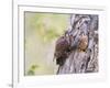 Wyoming, Sublette County, American Kestrels Fledging Nest-Elizabeth Boehm-Framed Photographic Print