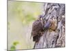 Wyoming, Sublette County, American Kestrels Fledging Nest-Elizabeth Boehm-Mounted Photographic Print