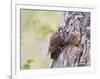 Wyoming, Sublette County, American Kestrels Fledging Nest-Elizabeth Boehm-Framed Photographic Print