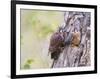 Wyoming, Sublette County, American Kestrels Fledging Nest-Elizabeth Boehm-Framed Photographic Print