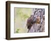 Wyoming, Sublette County, American Kestrels Fledging Nest-Elizabeth Boehm-Framed Photographic Print