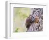 Wyoming, Sublette County, American Kestrels Fledging Nest-Elizabeth Boehm-Framed Photographic Print