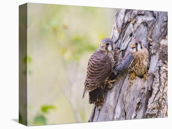 Wyoming, Sublette County, American Kestrels Fledging Nest-Elizabeth Boehm-Stretched Canvas