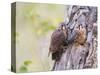 Wyoming, Sublette County, American Kestrels Fledging Nest-Elizabeth Boehm-Stretched Canvas